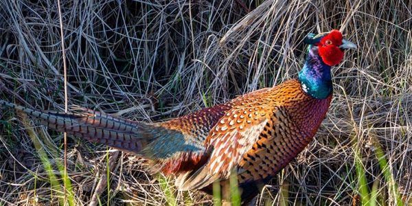 В Россельхознадзоре назвали причину массовой гибели фазанов в Ейском районе