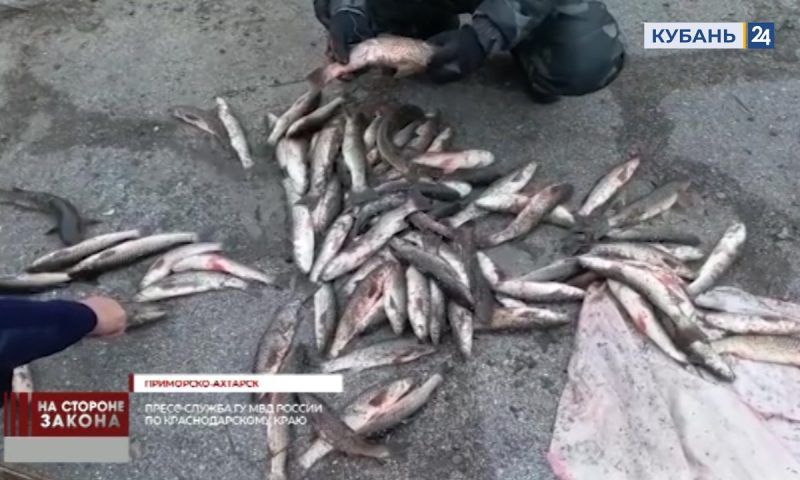 «Черный рыболов» выловил более 80 особей пиленгаса в Приморско-Ахтарском районе