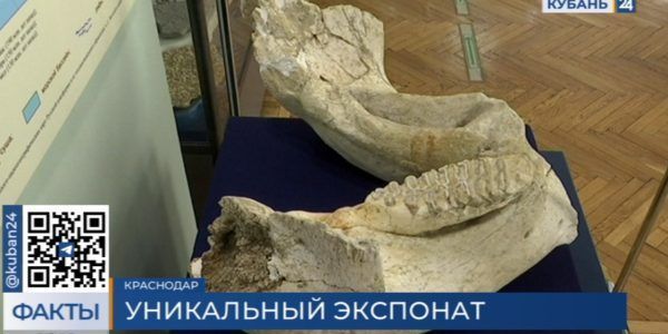 В Краснодаре в музее Фелицына представили череп древнего слона