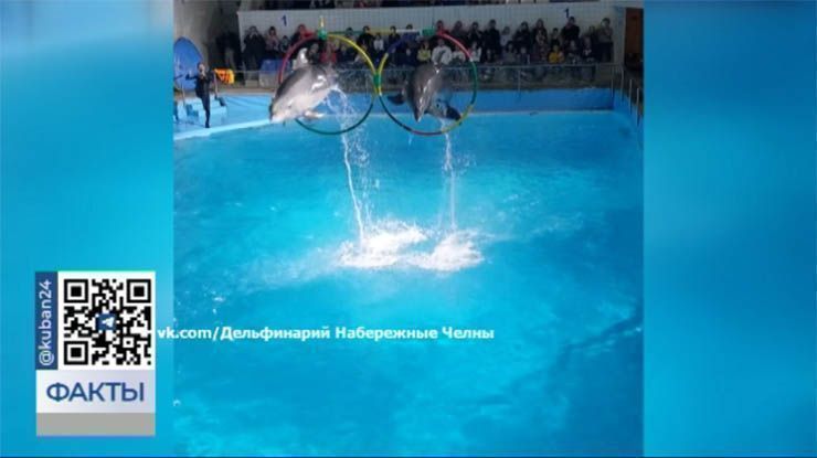 В дельфинарий Набережных Челнов перевезли самца дельфина из Анапы