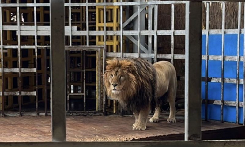 Конфискованного в Анапе льва Тиграна направят в зоопарк Белгородской области