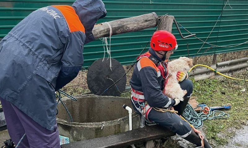 Спасатели помогли выбраться собаке, упавшей в 9-метровый колодец в Мостовском районе