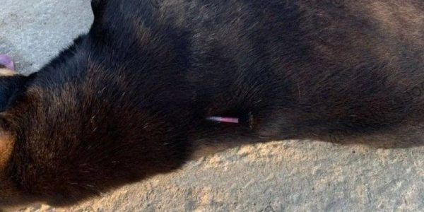 Полиция проверит информацию о массовом убийстве собак под Краснодаром