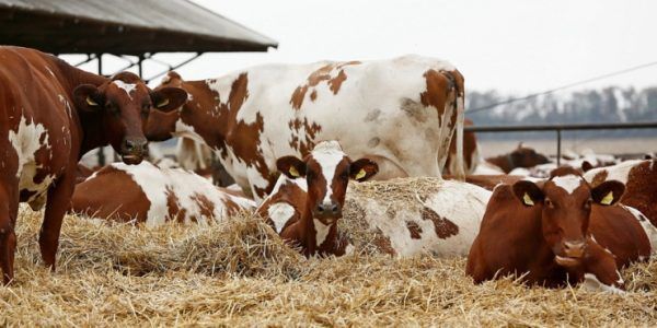Животноводы с 1 января 2023 года смогут получать новую субсидию для возмещения затрат на выращивание скота