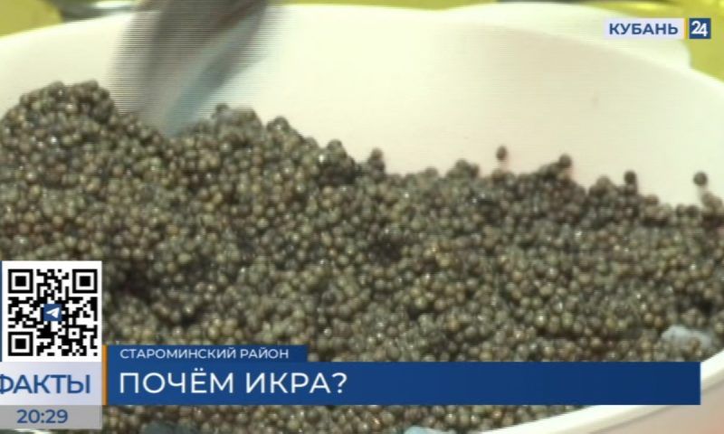 Спрос на черную икру повысился на Кубани: с чем это связано?