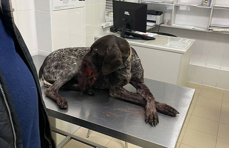 В Краснодаре живодеры засунули домашней собаке петарду в пасть. У хозяина случился приступ