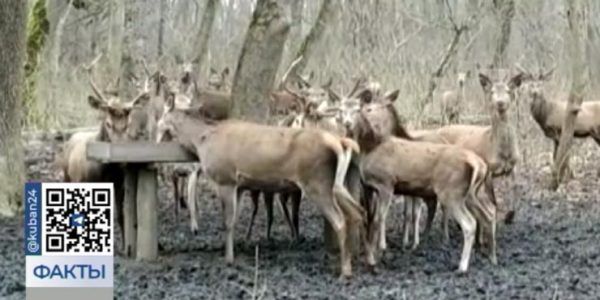 В Красноармейском районе с наступлением холодов егеря начали подкармливать лесных животных