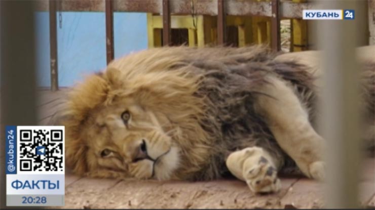 Африканского льва заберут из анапского зоопарка: кто станет новым хозяином Тиграна?