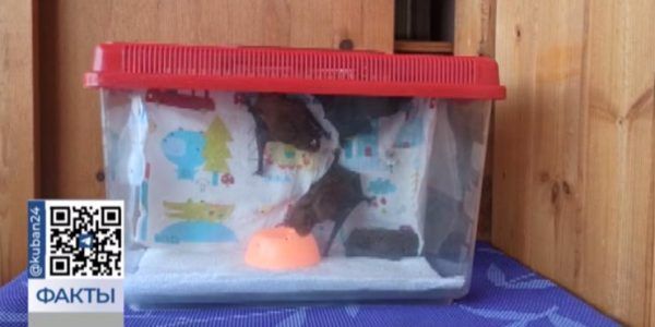 Зимовка в холодильнике: девушка из Краснодара спасает больных и истощенных летучих мышей