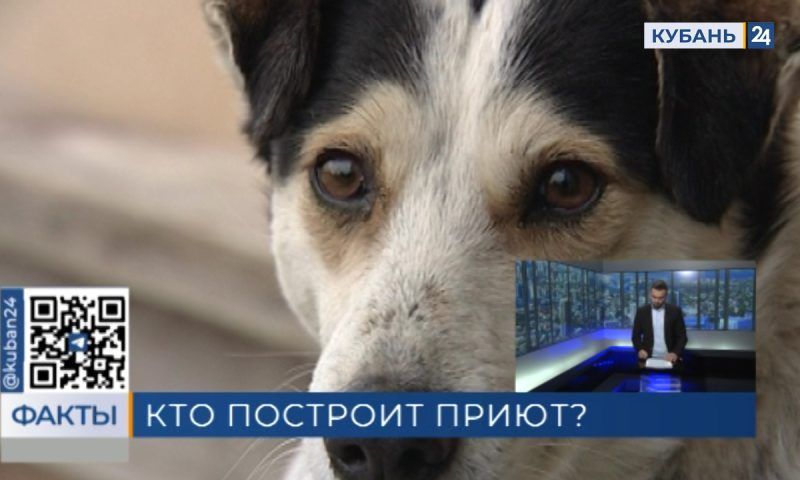 Власти Новороссийска ищут инвестора для строительства приюта для бездомных животных