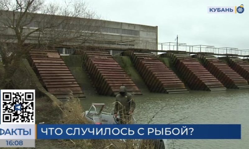 Фейк о заморе пиленгаса в Краснодарском крае: где и когда на самом деле снято видео