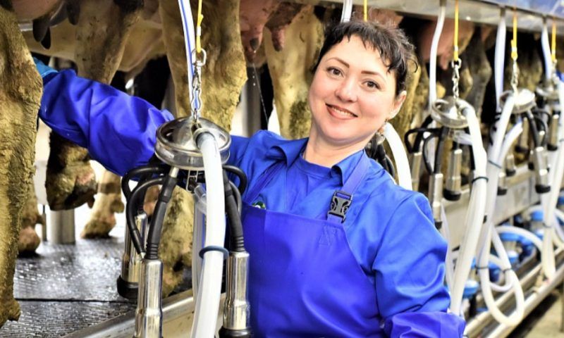 В 2022 году производство молока в Краснодарском крае увеличилось на 6%