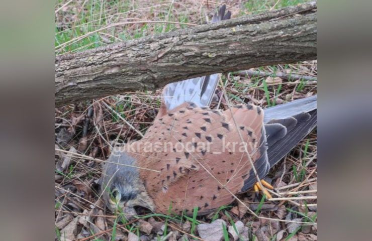 О массовой гибели птиц сообщили жители Кореновского района