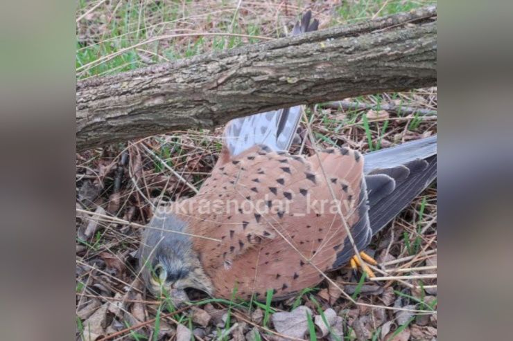 О массовой гибели птиц сообщили жители Кореновского района