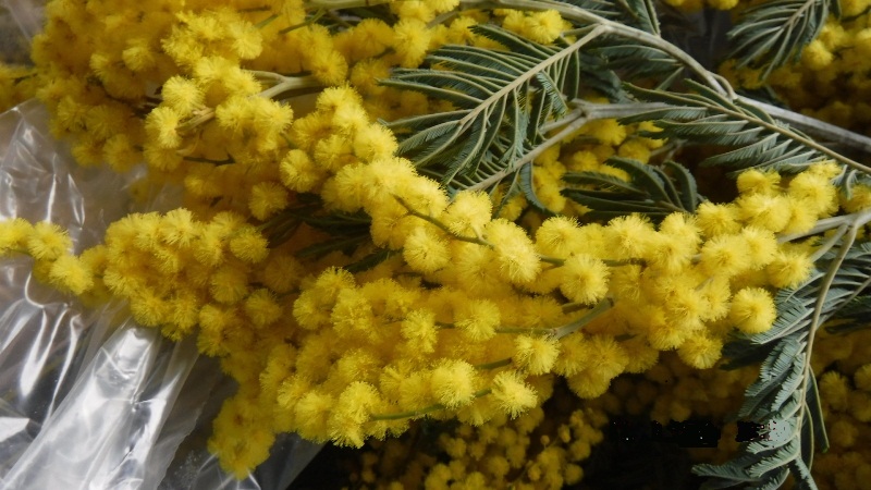 Сезон мимозы открыт: первые в этом году 125 кг цветов ввезли из Абхазии в Сочи