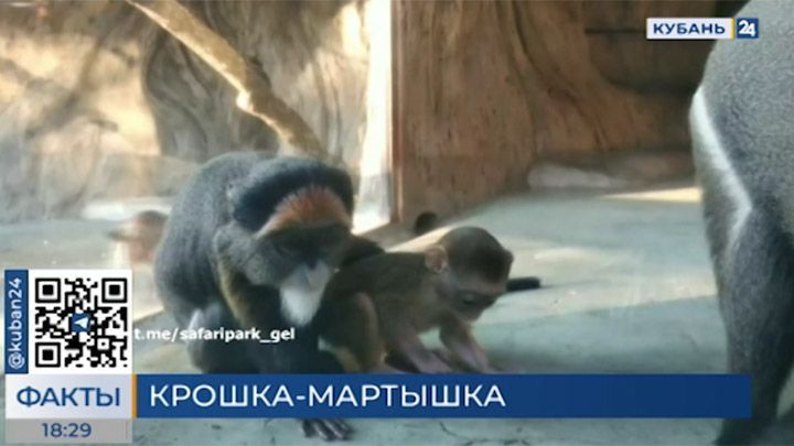 Детеныш мартышки Бразза появился на свет в «Сафари-парке» Геленджика
