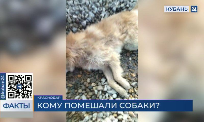 Массовая травля собак на Ростовском шоссе в Краснодаре: кто и зачем убивает дворняг?