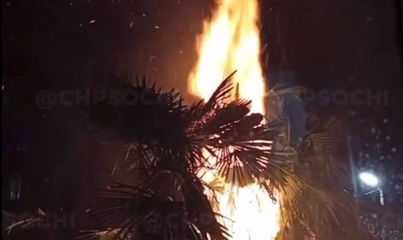 В Сочи из-за петарды загорелась пальма