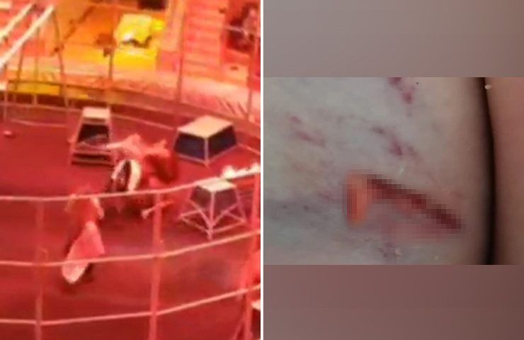 Лев напал на дрессировщика во время циркового представления в Сочи. Видео