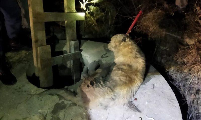 Спасатели вытащили кавказскую овчарку из колодца и вернули хозяину в Новороссийске