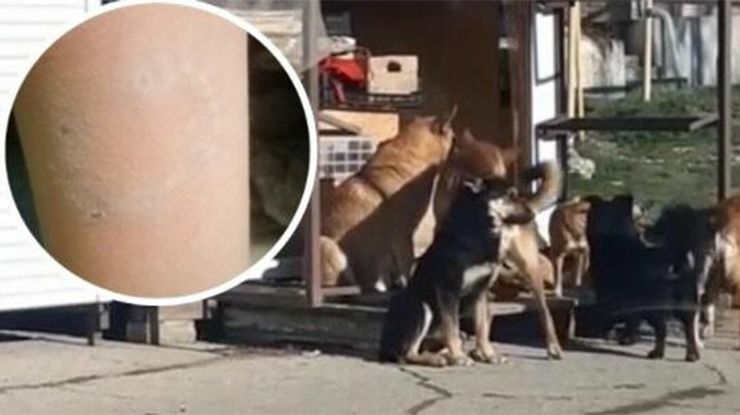 Стая бродячих собак покусала ребенка в Новороссийске