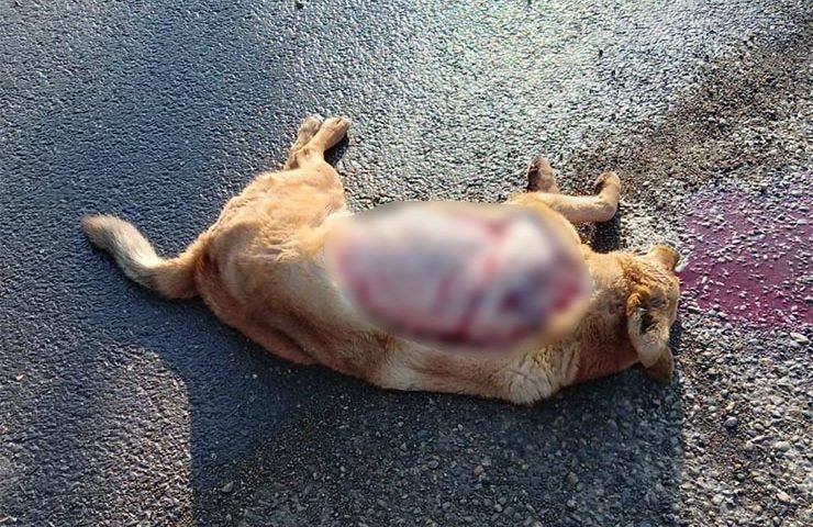 В Краснодаре неизвестные жестоко убили уличную собаку