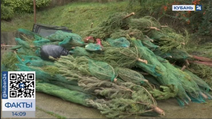 В Сочи около тысячи новогодних елок отправили на переработку
