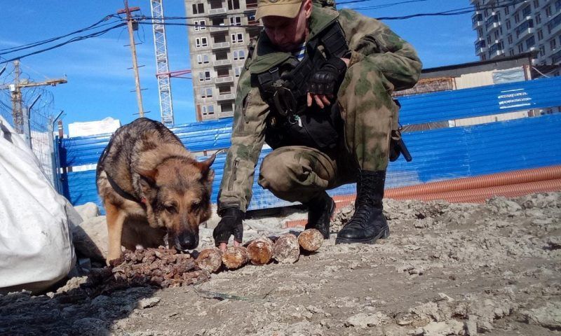 Останки двоих солдат, шесть гранат и патроны нашли на стройплощадке в Новороссийске