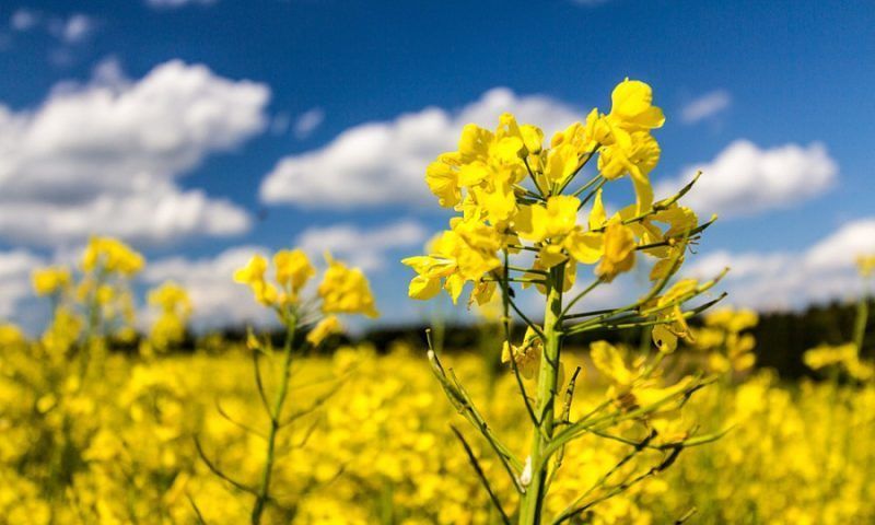 Минсельхоз РФ предложил продлить запрет на вывоз семян рапса из страны