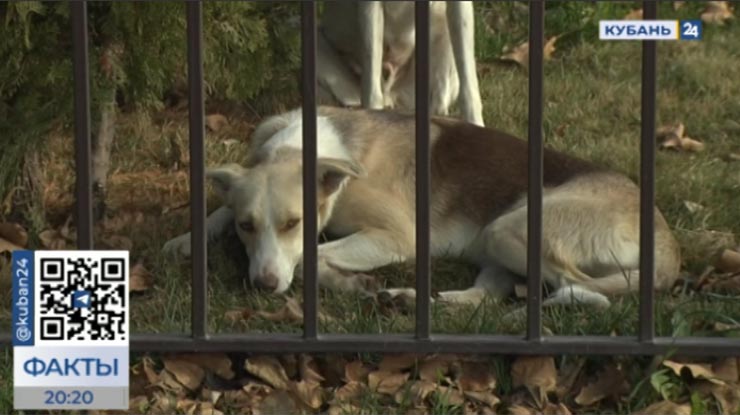 Издевательства над животными: удалось ли найти виновных в смерти собак на Кубани?