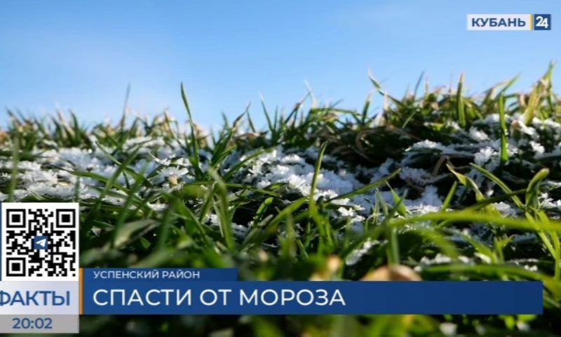 Температурные качели: чем грозят перепады температур будущему урожаю на Кубани