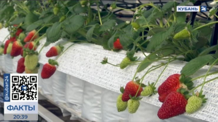 Урожай клубники собирают в Усть-Лабинском районе: насколько безопасна выращенная зимой ягода?