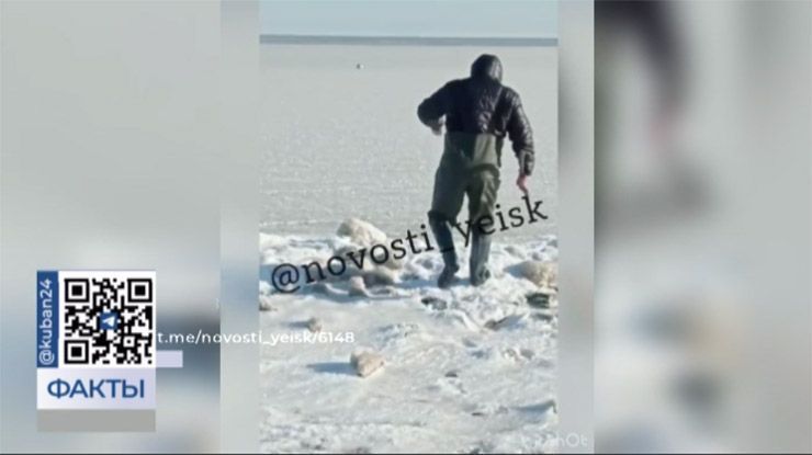 Спасатели пришли на помощь лебедям, вмерзшим в лед у берега лимана в Ейске