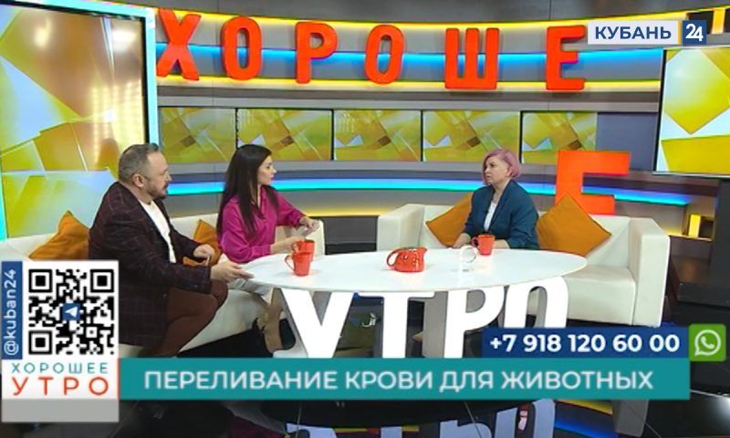 Ветеринар Ирина Лесникова: собаки от 30 кг и кошки от 5–6 кг могут быть донорами крови