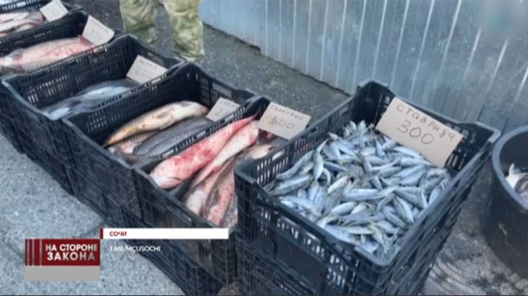 Штраф грозит владельцу точки, где незаконно торговали рыбой в Сочи