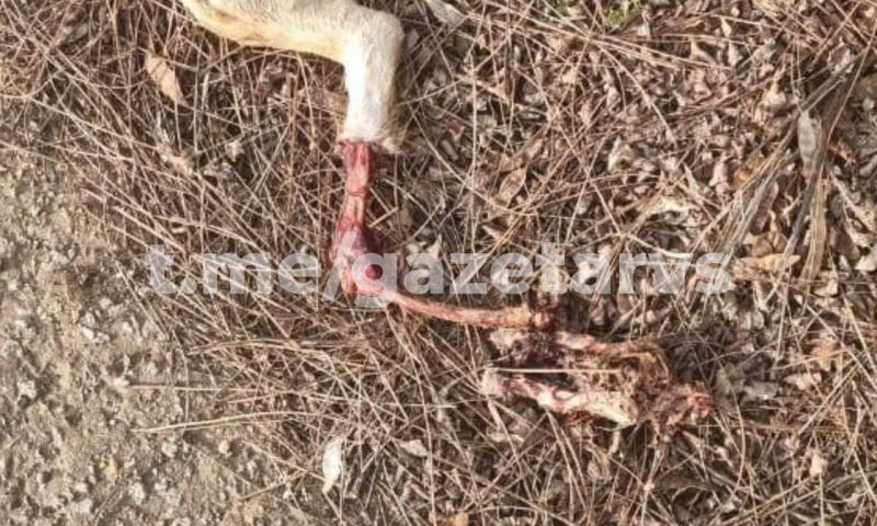 Обглоданные останки животных: жители Динского района уверены, что волки близко подходят к домам