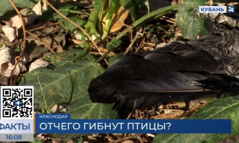 Мертвые птицы на кладбище в Краснодаре: в чем причина их гибели?