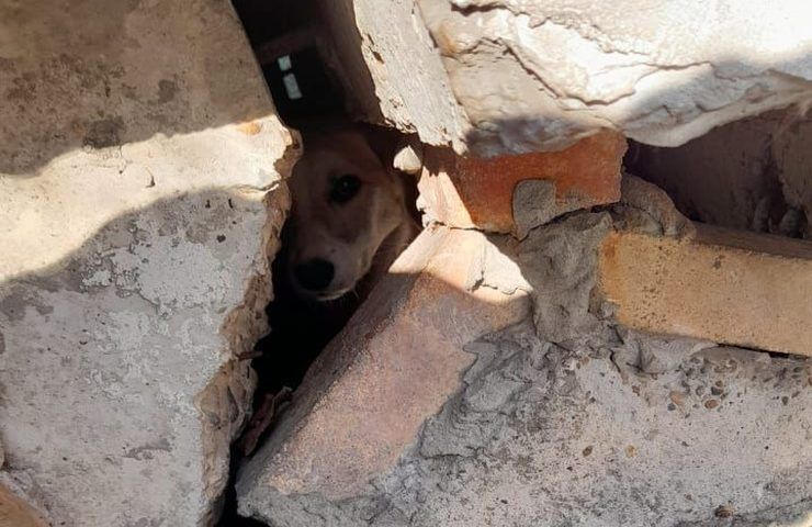 Собака застряла под крыльцом многоэтажки в Новороссийске