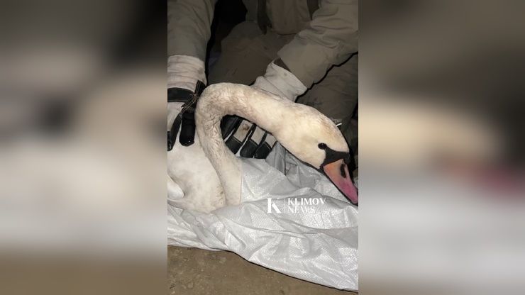 Погибающего в реке лебедя спасли жители Краснодара