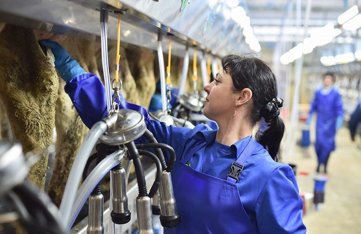 В Краснодарском крае производство молока нарастят в 2023 году на 4%