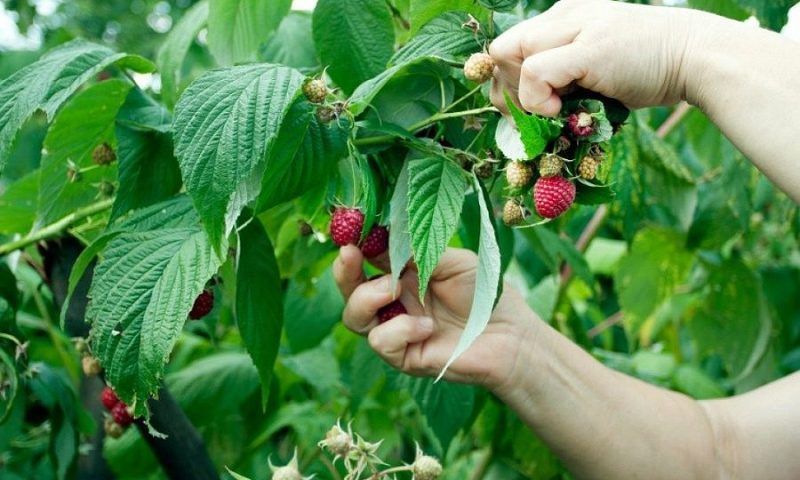 Кубанским фермерам выделили около 50 млн рублей из бюджета края на теплицы для ягод