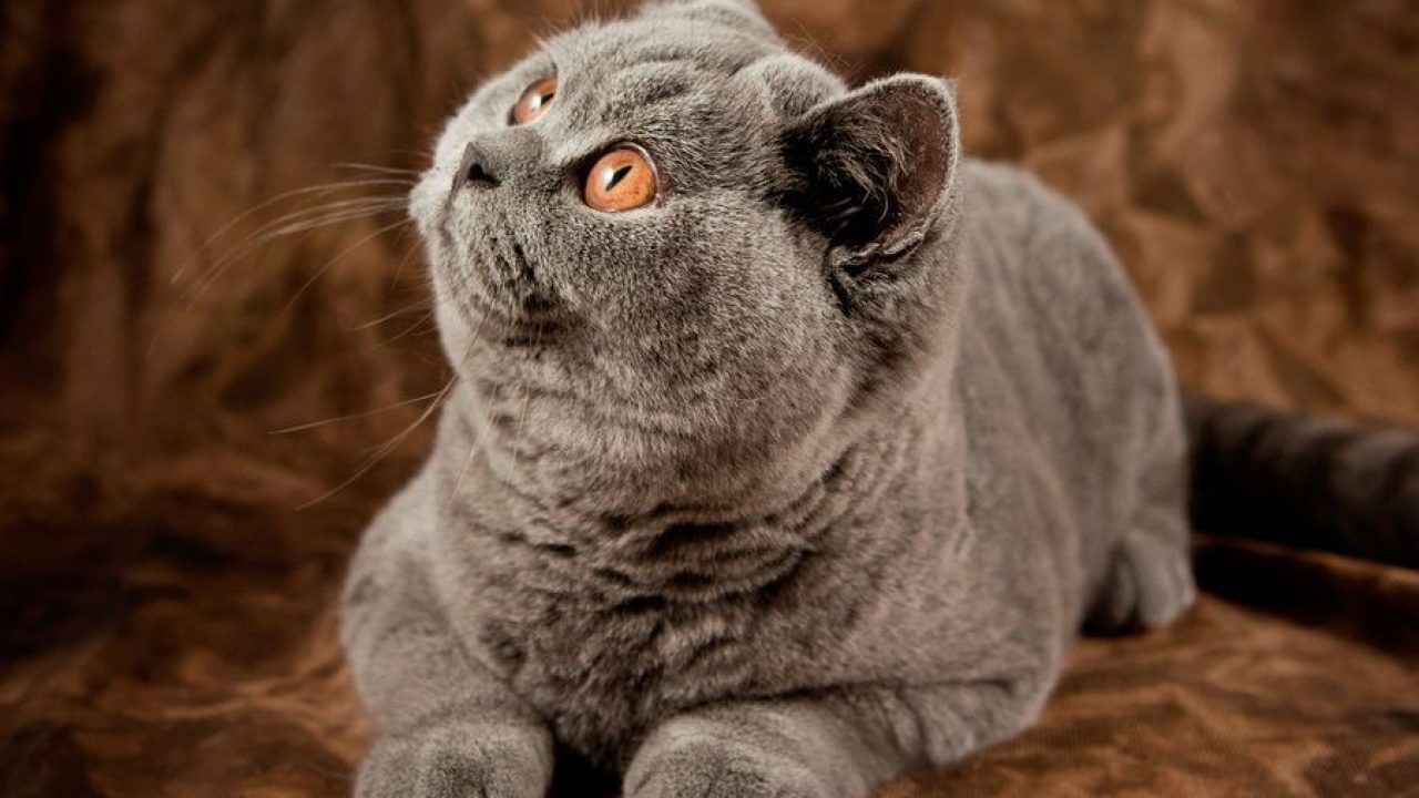 Кошка для квартиры: 10 самых спокойных пород - 17 февраля, 2023 Статьи  «Кубань 24»
