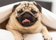 10 пород маленьких собак для содержания в квартире