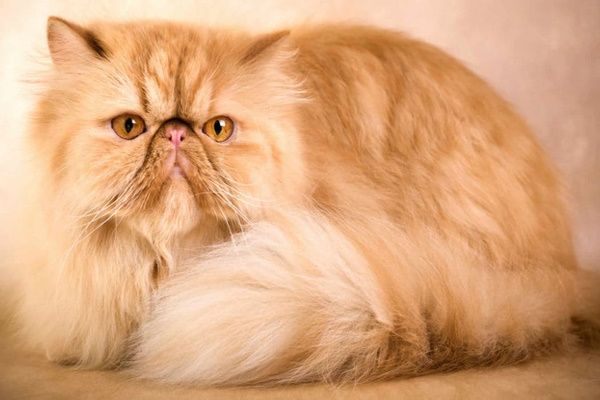Самые красивые породы кошек: полный список