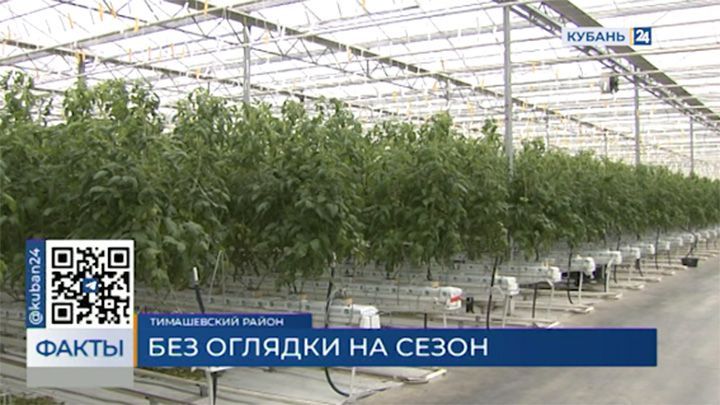 Первый урожай тепличных огурцов собрали в Краснодарском крае