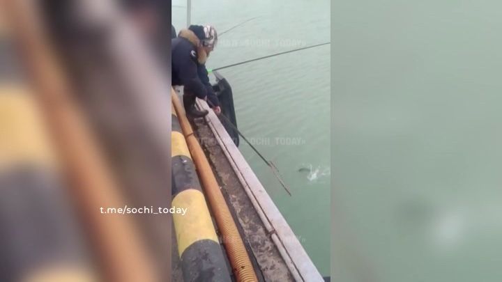 Рыбаки массово вылавливают форель в Сочи: откуда столько рыбы?