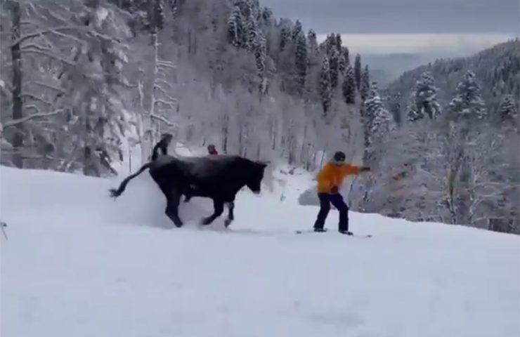 Выбежавшего на горнолыжную трассу в Красной Поляне быка вернули хозяину