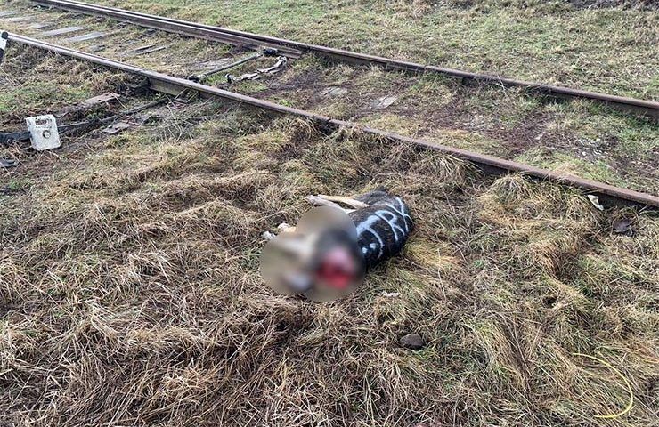 Попала под поезд: полицейские выяснили обстоятельства гибели обезглавленной собаки в Краснодаре