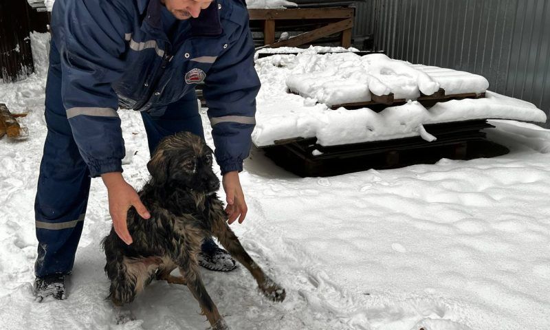 В Краснодаре спасли провалившуюся под лед собаку