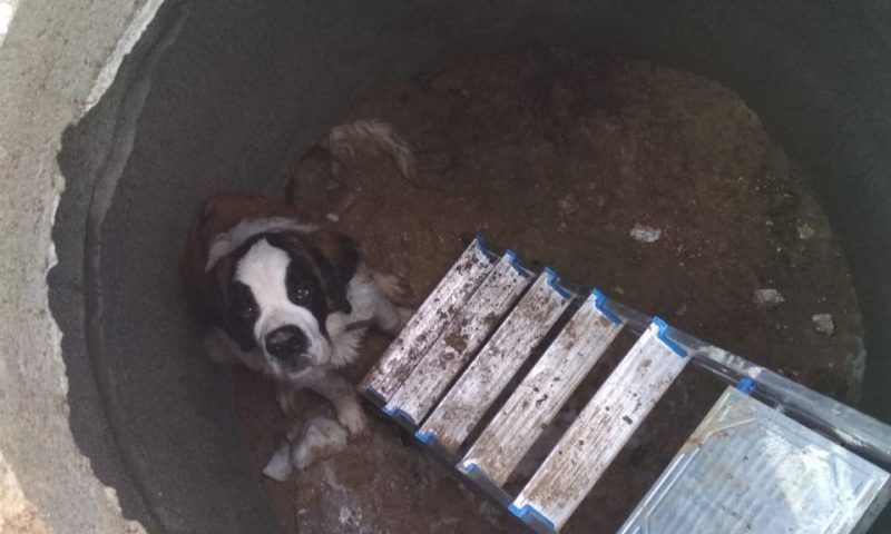 В Новороссийске спасли собаку, провалившуюся в колодец во время прогулки
